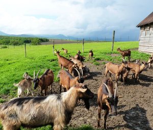 Nagyrédei Kecskefarm, kecskesajt